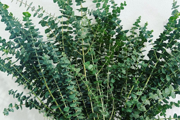 Loại lá không thể ăn gây sốt” thị trường, dân buôn ngày bán hàng trăm bó-4