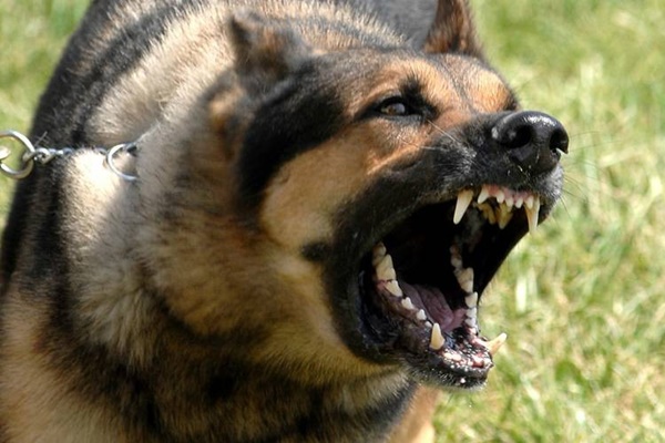 Sang nhà hàng xóm chơi, bé 3 tuổi bị chó cắn rách mặt-1