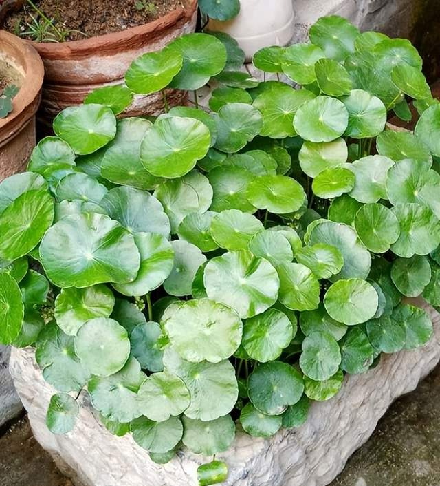 Đầu năm mới, trồng 6 cây cảnh tốt lành, rực rỡ trong nhà, tài lộc thịnh vượng, ai ai cũng thích-2