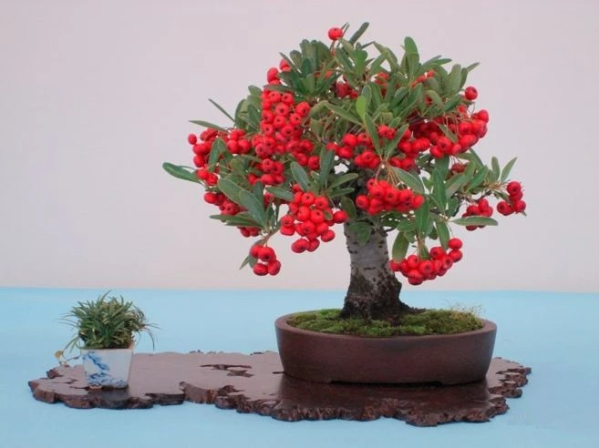 Đầu năm mới, trồng 6 cây cảnh tốt lành, rực rỡ trong nhà, tài lộc thịnh vượng, ai ai cũng thích-3