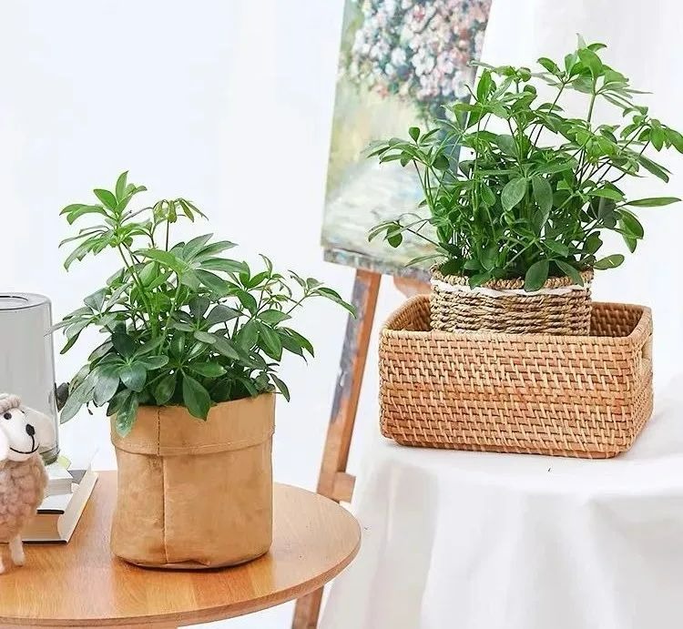 Đầu năm mới, trồng 6 cây cảnh tốt lành, rực rỡ trong nhà, tài lộc thịnh vượng, ai ai cũng thích-5