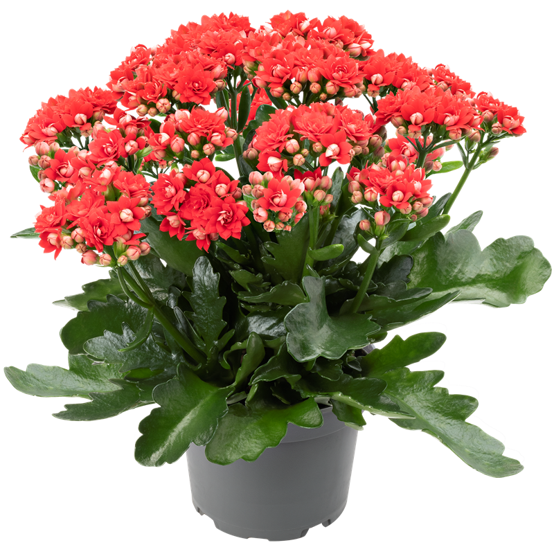 Đầu năm mới, trồng 6 cây cảnh tốt lành, rực rỡ trong nhà, tài lộc thịnh vượng, ai ai cũng thích-6