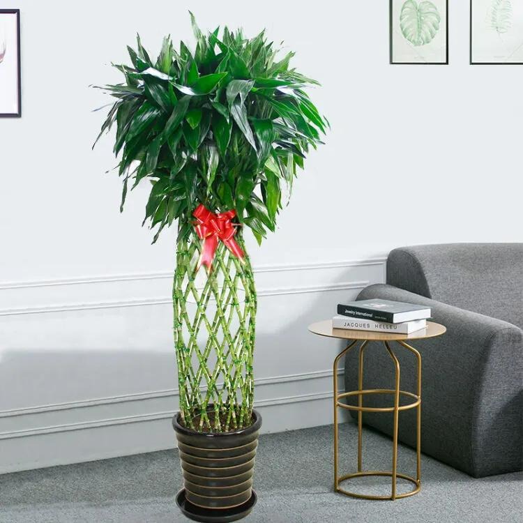 Đầu năm mới, trồng 6 cây cảnh tốt lành, rực rỡ trong nhà, tài lộc thịnh vượng, ai ai cũng thích-7