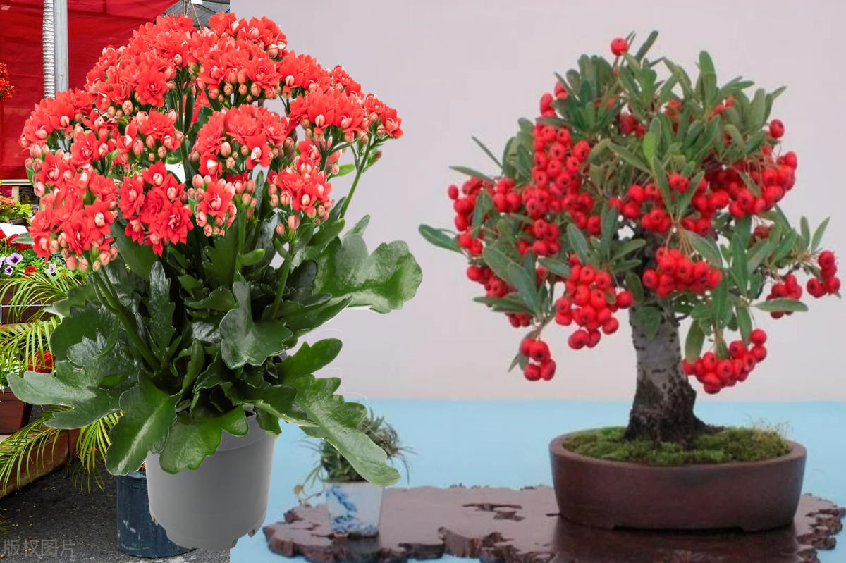 Đầu năm mới, trồng 6 cây cảnh tốt lành, rực rỡ trong nhà, tài lộc thịnh vượng, ai ai cũng thích-8