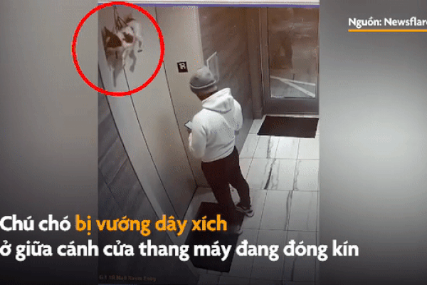 Cứu chú chó bị dây xích vướng vào cửa thang máy