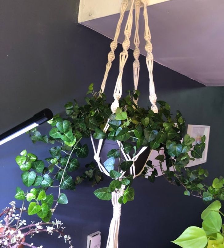 8 loại cây cảnh có thể giúp cân bằng độ ẩm trong nhà của bạn-1