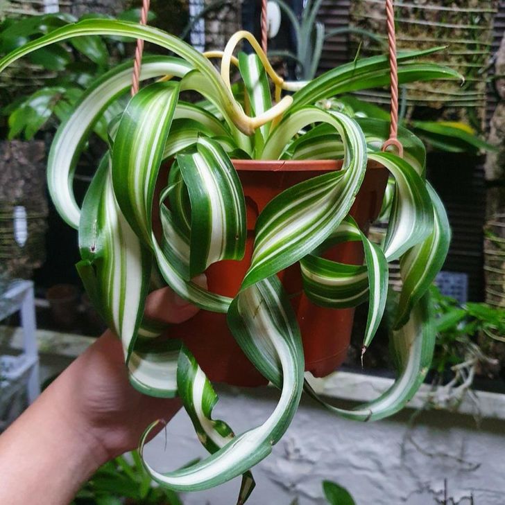 8 loại cây cảnh có thể giúp cân bằng độ ẩm trong nhà của bạn-3