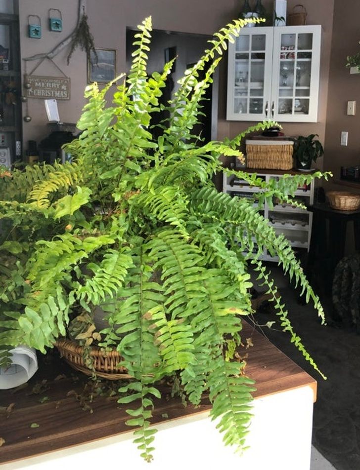 8 loại cây cảnh có thể giúp cân bằng độ ẩm trong nhà của bạn-4