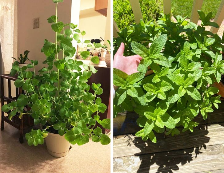 8 loại cây cảnh có thể giúp cân bằng độ ẩm trong nhà của bạn-5