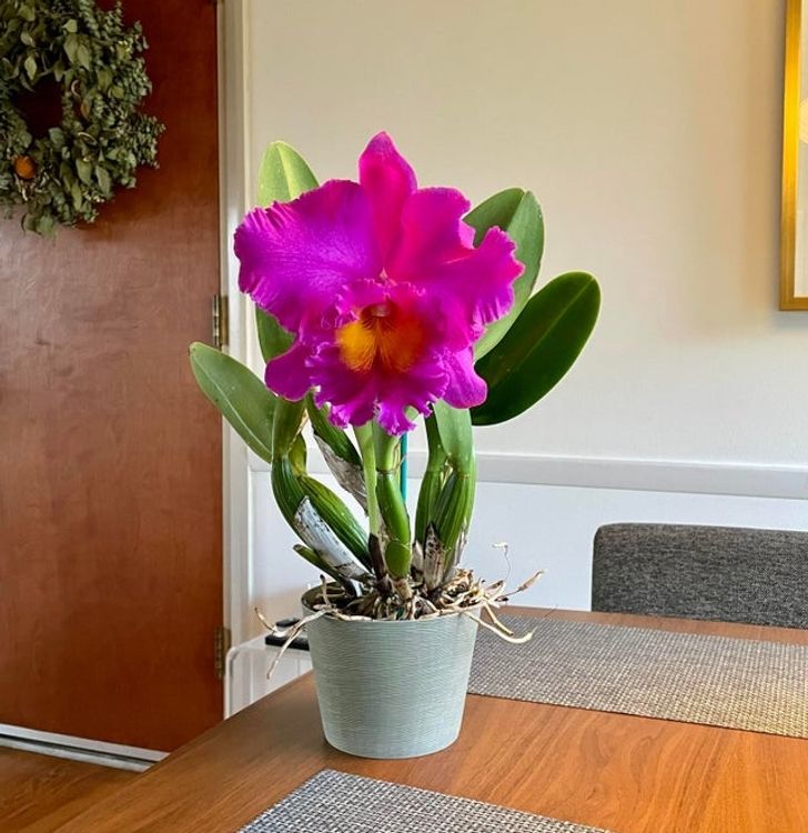 8 loại cây cảnh có thể giúp cân bằng độ ẩm trong nhà của bạn-7