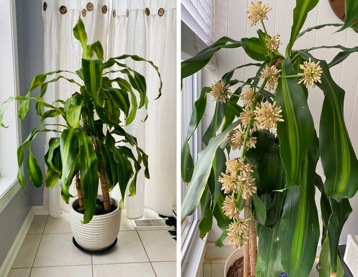 8 loại cây cảnh có thể giúp cân bằng độ ẩm trong nhà của bạn-8