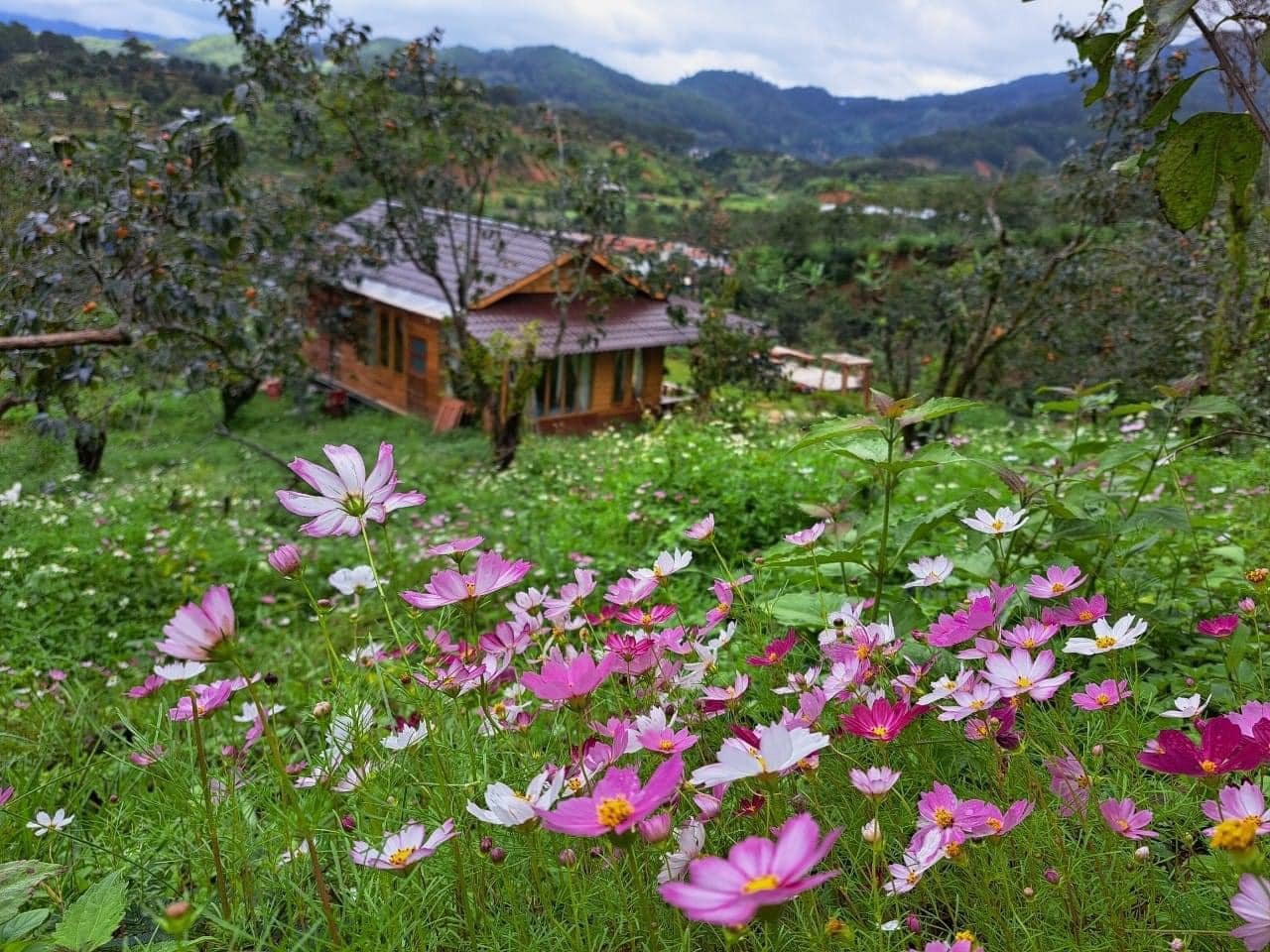 Ngôi nhà gỗ 40m² đẹp như cổ tích giữa hoa cỏ và mây trời ở Lâm Đồng-1