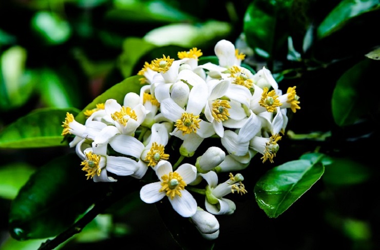 Loài hoa hương đồng gió nội” nở sau rằm tháng giêng, giá nửa triệu/kg vẫn đc săn lùng-2