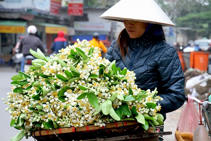 Loài hoa hương đồng gió nội” nở sau rằm tháng giêng, giá nửa triệu/kg vẫn đc săn lùng-4