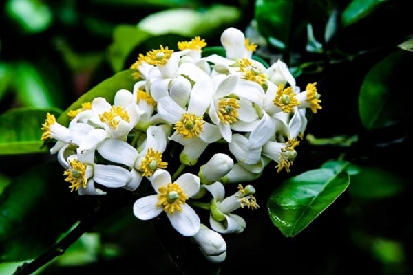 Thú chơi hoa lê sau Tết được nhiều người dân Hà Nội ưa chuộng-10