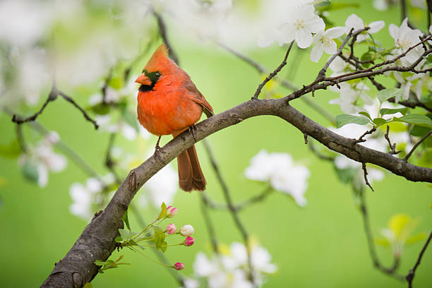 Mùa xuân gõ cửa, 4 con giáp đón quý nhân vào nhà, chăm chỉ làm việc, giàu sang sẽ đến-4