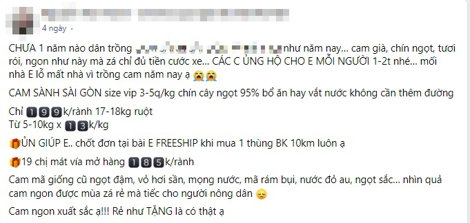 Vào chính vụ cam sành bán chạy vì giá rẻ-4