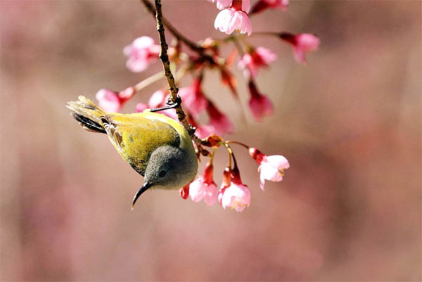 Từ giữa tháng 2, 3 con giáp phát huy tiềm năng, thu nhập dồi dào-2