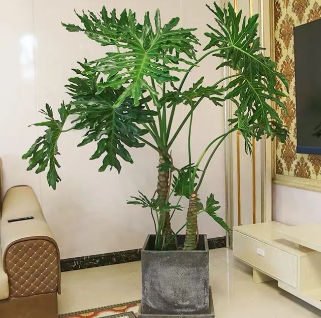 Sau khai xuân, trồng cây cảnh khủng trong nhà giúp mang lại hồng phúc, tiền tài thịnh vượng-1