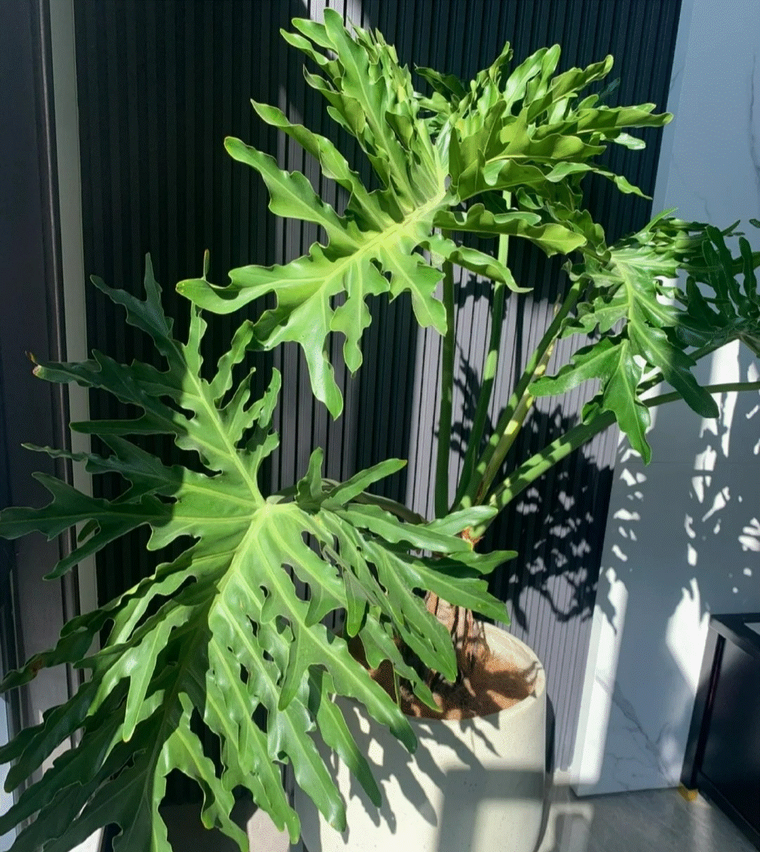 Sau khai xuân, trồng cây cảnh khủng trong nhà giúp mang lại hồng phúc, tiền tài thịnh vượng-2