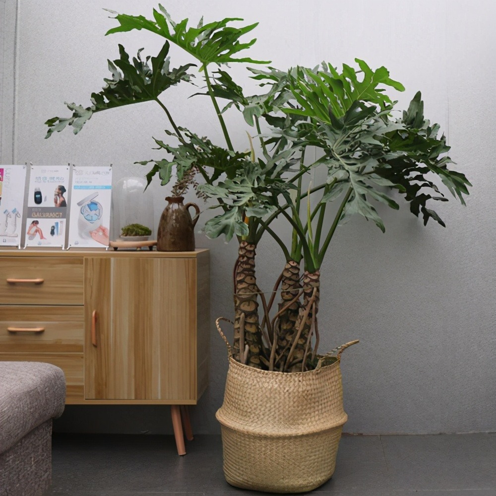 Sau khai xuân, trồng cây cảnh khủng trong nhà giúp mang lại hồng phúc, tiền tài thịnh vượng-5