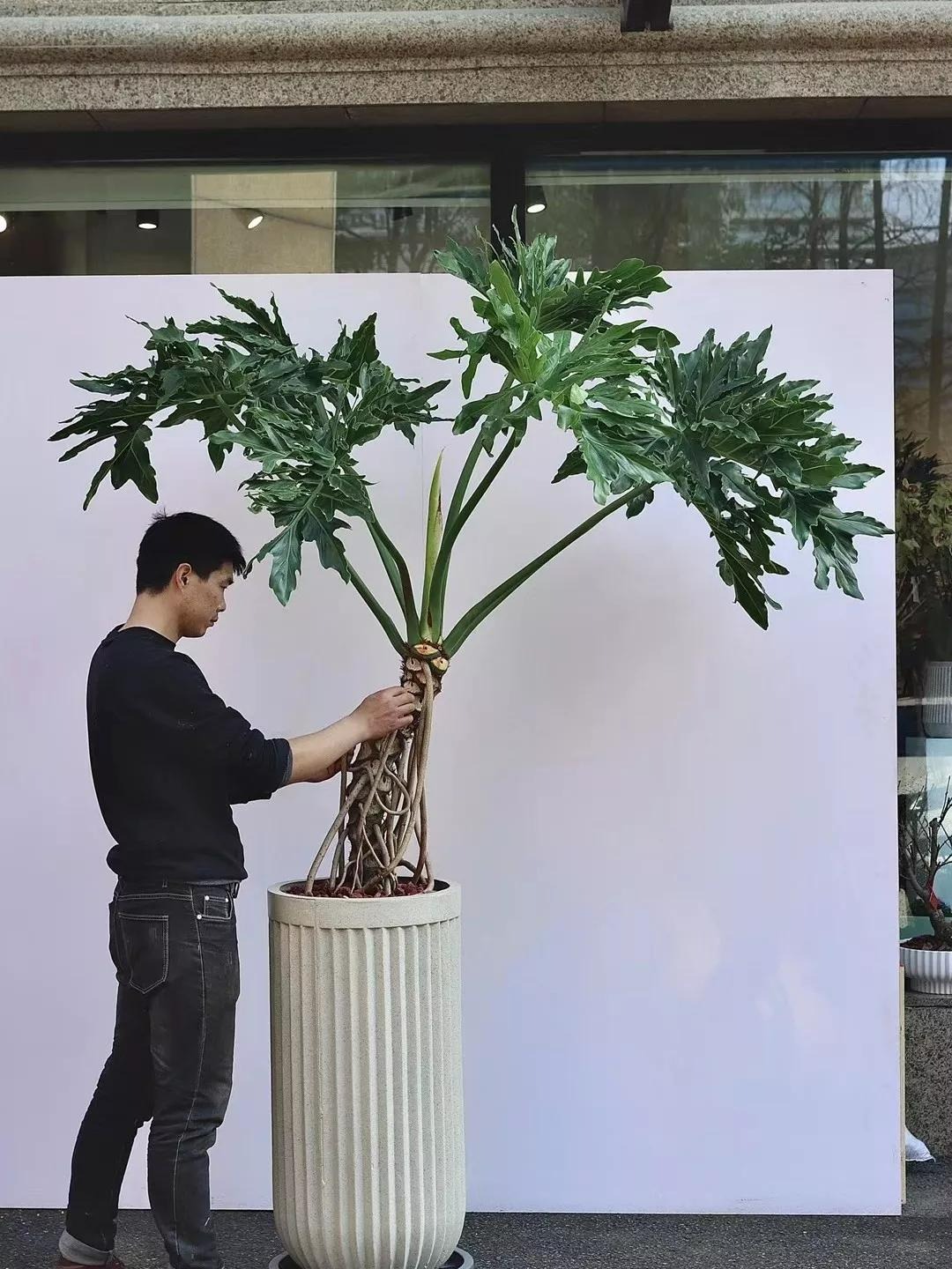 Sau khai xuân, trồng cây cảnh khủng trong nhà giúp mang lại hồng phúc, tiền tài thịnh vượng-8