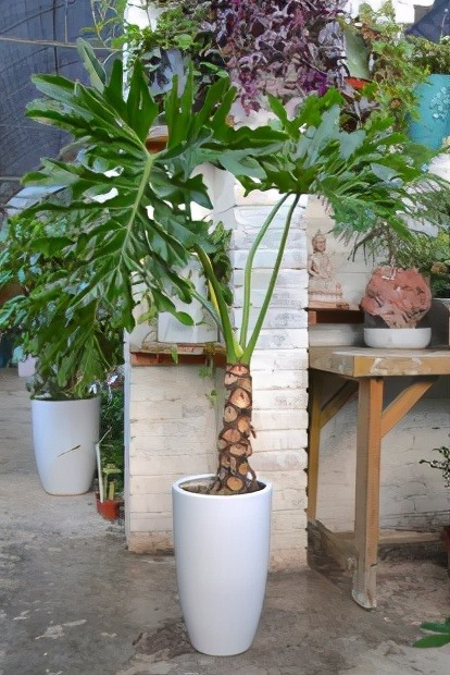 Sau khai xuân, trồng cây cảnh khủng trong nhà giúp mang lại hồng phúc, tiền tài thịnh vượng-9