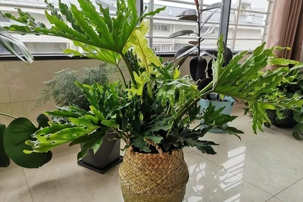 Trời ẩm thấp, trồng 3 cây cảnh này để diệt vi khuẩn, đơn giản thiết thực, cả nhà khỏe mạnh-9