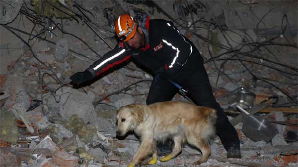 Chú chó cứu hộ ở Thổ Nhĩ Kỳ: Bị thương vẫn miệt mài tìm kiếm nạn nhân động đất-2