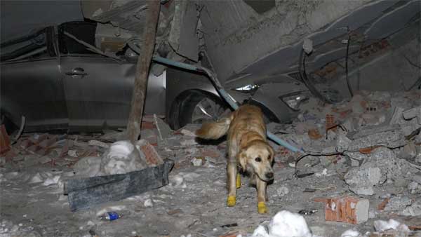 Chú chó cứu hộ ở Thổ Nhĩ Kỳ: Bị thương vẫn miệt mài tìm kiếm nạn nhân động đất-3