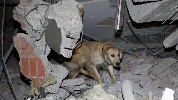 Chú chó cứu hộ ở Thổ Nhĩ Kỳ: Bị thương vẫn miệt mài tìm kiếm nạn nhân động đất-4