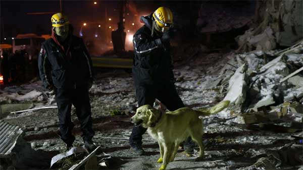 Chú chó cứu hộ ở Thổ Nhĩ Kỳ: Bị thương vẫn miệt mài tìm kiếm nạn nhân động đất-6