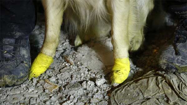 Chú chó cứu hộ ở Thổ Nhĩ Kỳ: Bị thương vẫn miệt mài tìm kiếm nạn nhân động đất-8