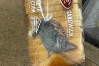 Mua bánh mỳ online, khách kinh hoàng nhìn thấy con chuột còn ngoe nguẩy