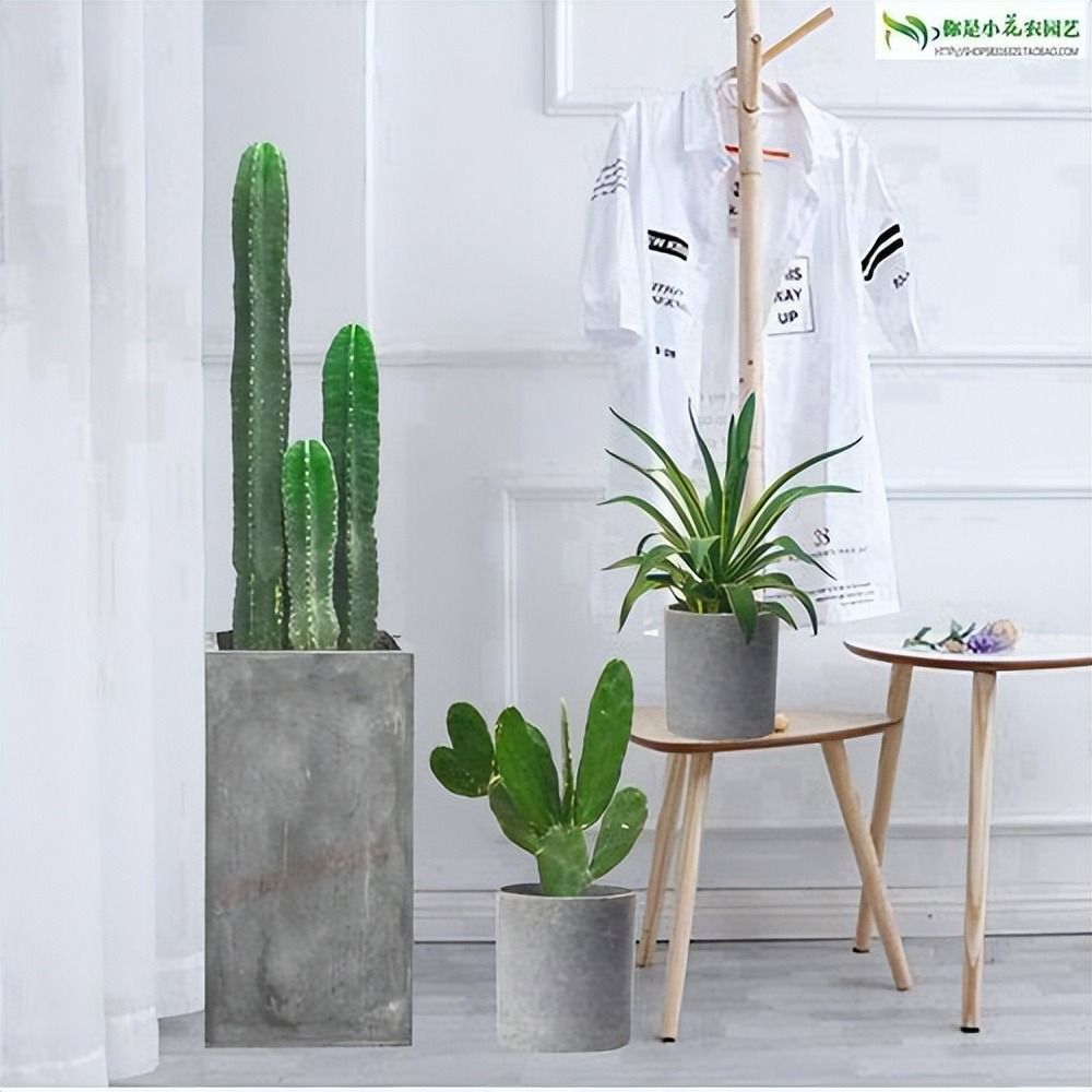 Trời ẩm thấp, trồng 3 cây cảnh này để diệt vi khuẩn, đơn giản thiết thực, cả nhà khỏe mạnh-3