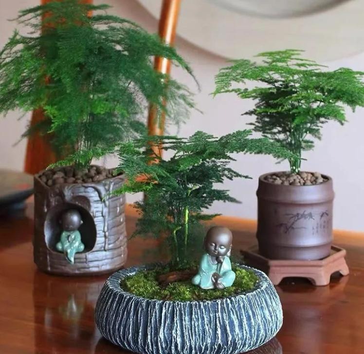 Trời ẩm thấp, trồng 3 cây cảnh này để diệt vi khuẩn, đơn giản thiết thực, cả nhà khỏe mạnh-4