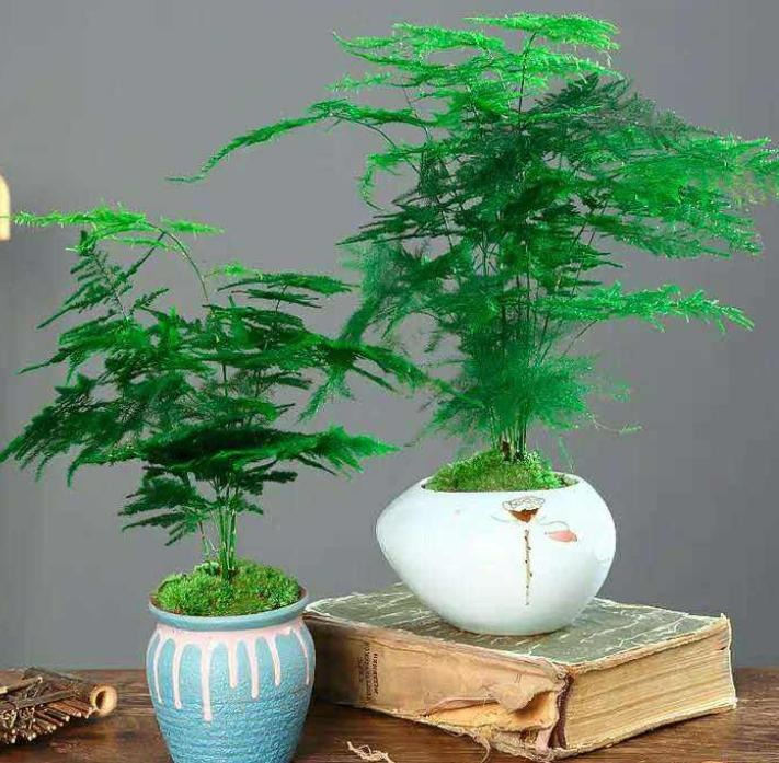 Trời ẩm thấp, trồng 3 cây cảnh này để diệt vi khuẩn, đơn giản thiết thực, cả nhà khỏe mạnh-5