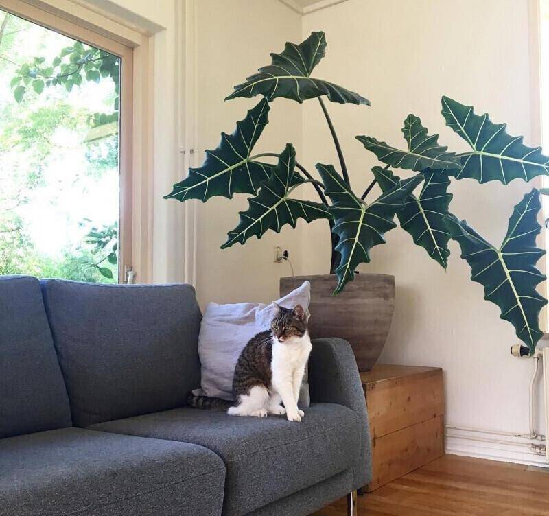 Trời ẩm thấp, trồng 3 cây cảnh này để diệt vi khuẩn, đơn giản thiết thực, cả nhà khỏe mạnh-8