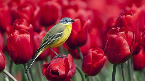 Ngày Valentine 14/2, 4 con giáp cháy hết mình, tình duyên sự nghiệp đều bội thu, mỗi ngày đều rực rỡ-2