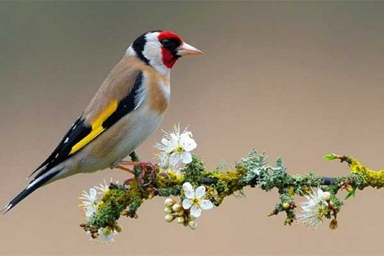 Ngày Valentine 14/2, 4 con giáp cháy hết mình, tình duyên sự nghiệp đều bội thu, mỗi ngày đều rực rỡ