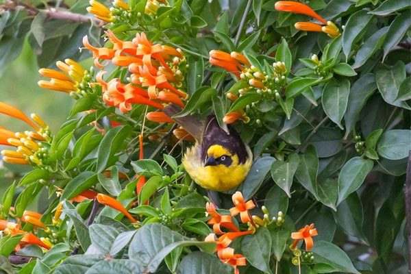 Ai sinh tháng Âm lịch này làm việc chăm chỉ, mạnh mẽ tiến bước, hóa giải mọi khó khăn, xui xẻo-1