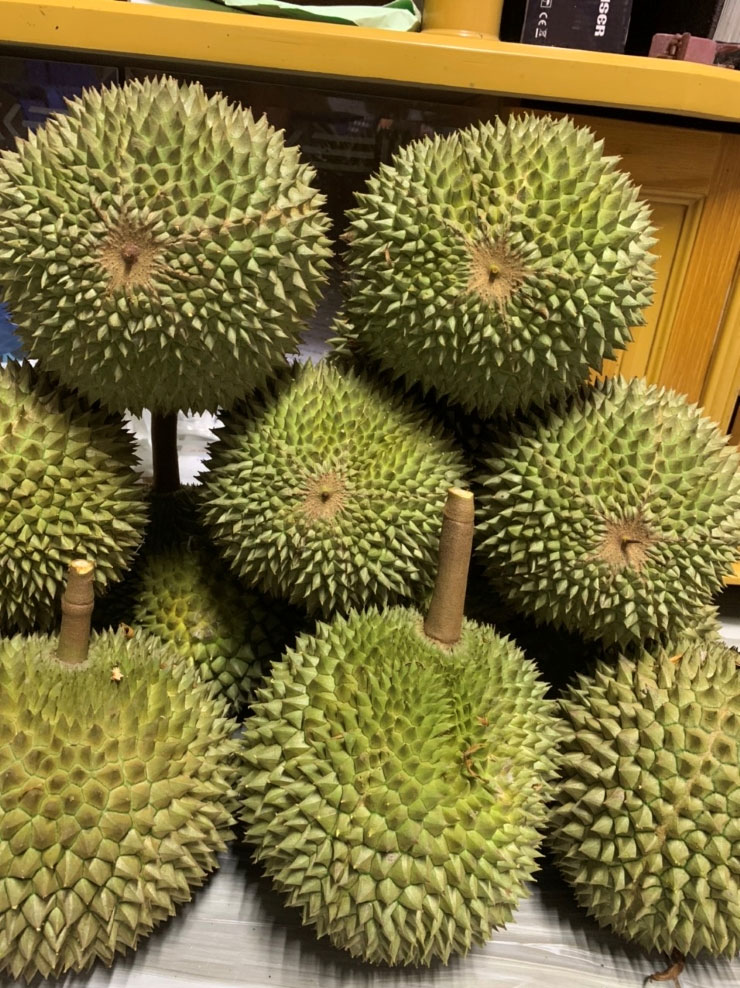 Giá sầu riêng lao dốc”, thương lái méo” mặt, bỏ cọc hàng trăm triệu đồng-1