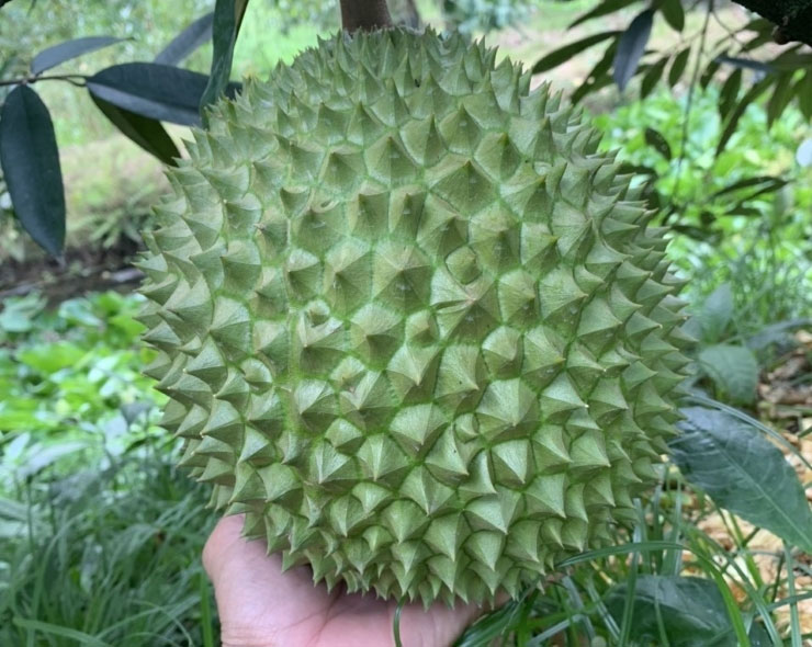 Giá sầu riêng lao dốc”, thương lái méo” mặt, bỏ cọc hàng trăm triệu đồng-2