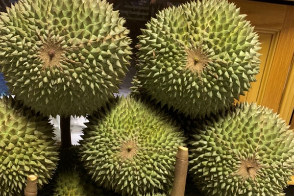 Sầu riêng ngon nhất thế giới trồng tại Việt Nam: 900 nghìn/kg, chờ nửa tháng mới có hàng-4