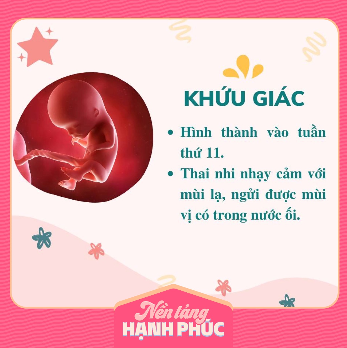 Mẹ có biết các giác quan của thai nhi phát triển theo từng tháng trong bụng mẹ như thế nào?-2