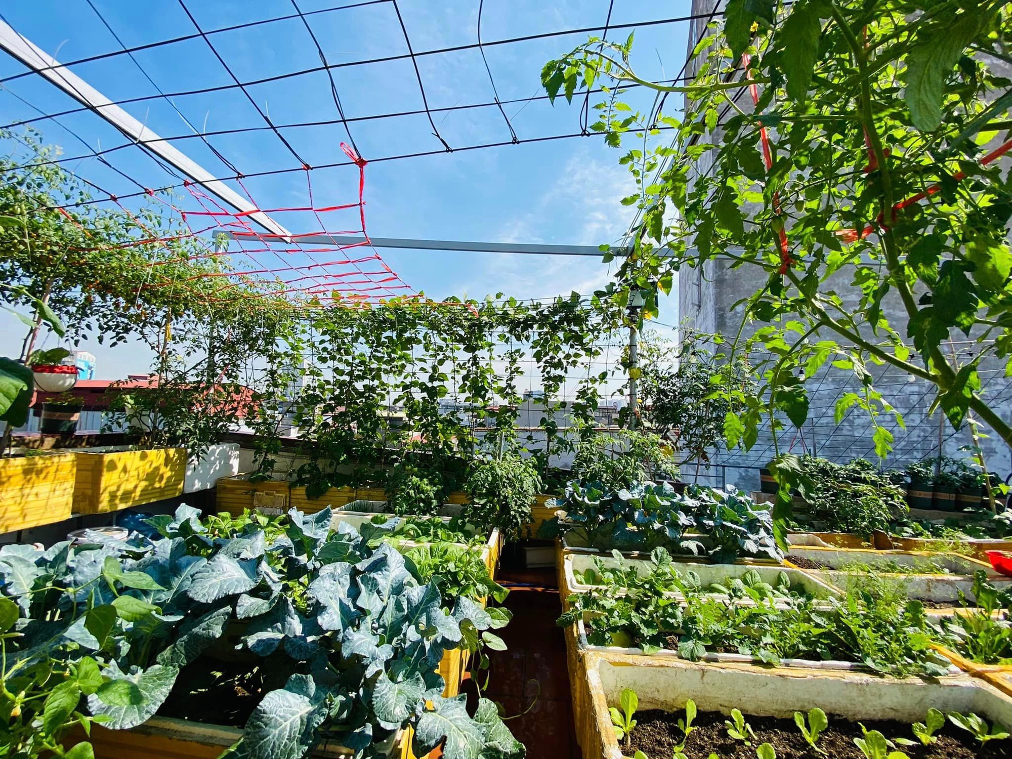 Khu vườn sân thượng ngập tràn rau quả xanh mướt mắt ở Hải Phòng-1