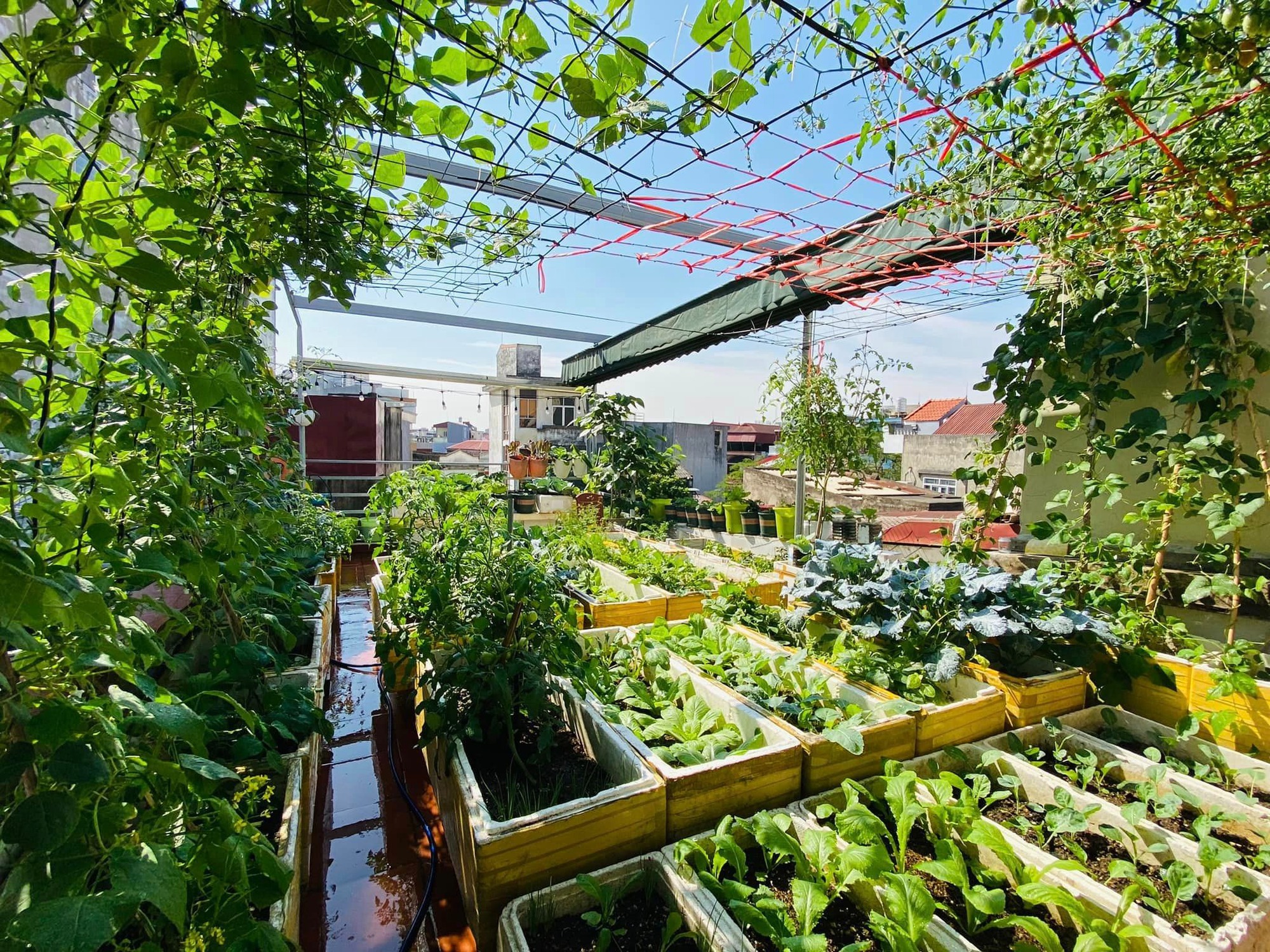 Khu vườn sân thượng ngập tràn rau quả xanh mướt mắt ở Hải Phòng-2