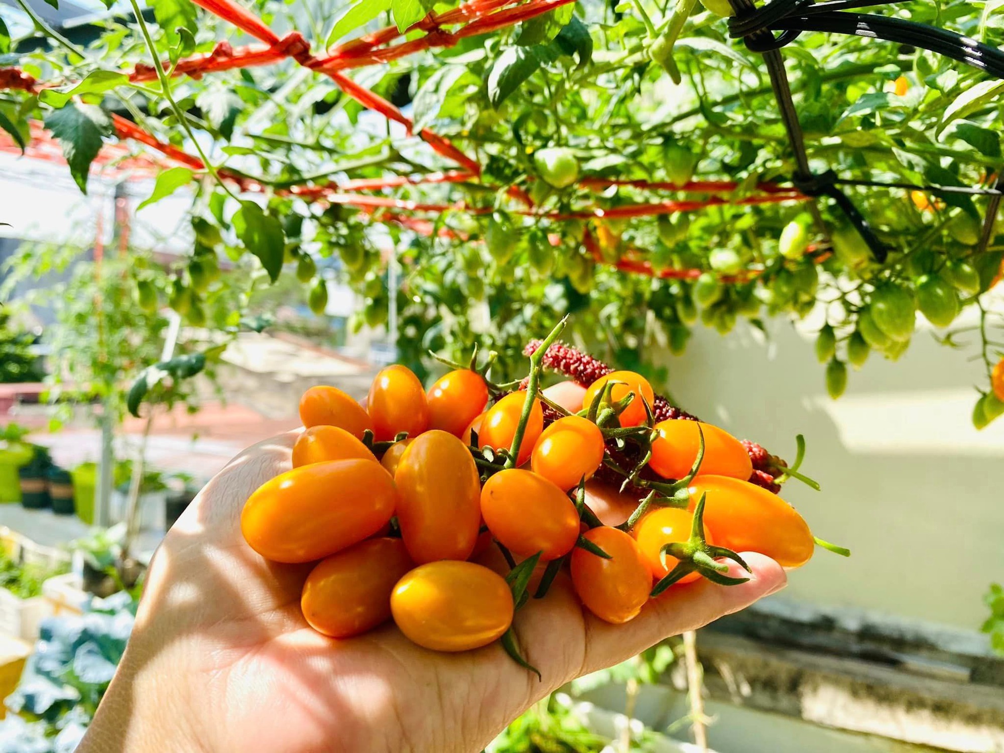 Khu vườn sân thượng ngập tràn rau quả xanh mướt mắt ở Hải Phòng-3