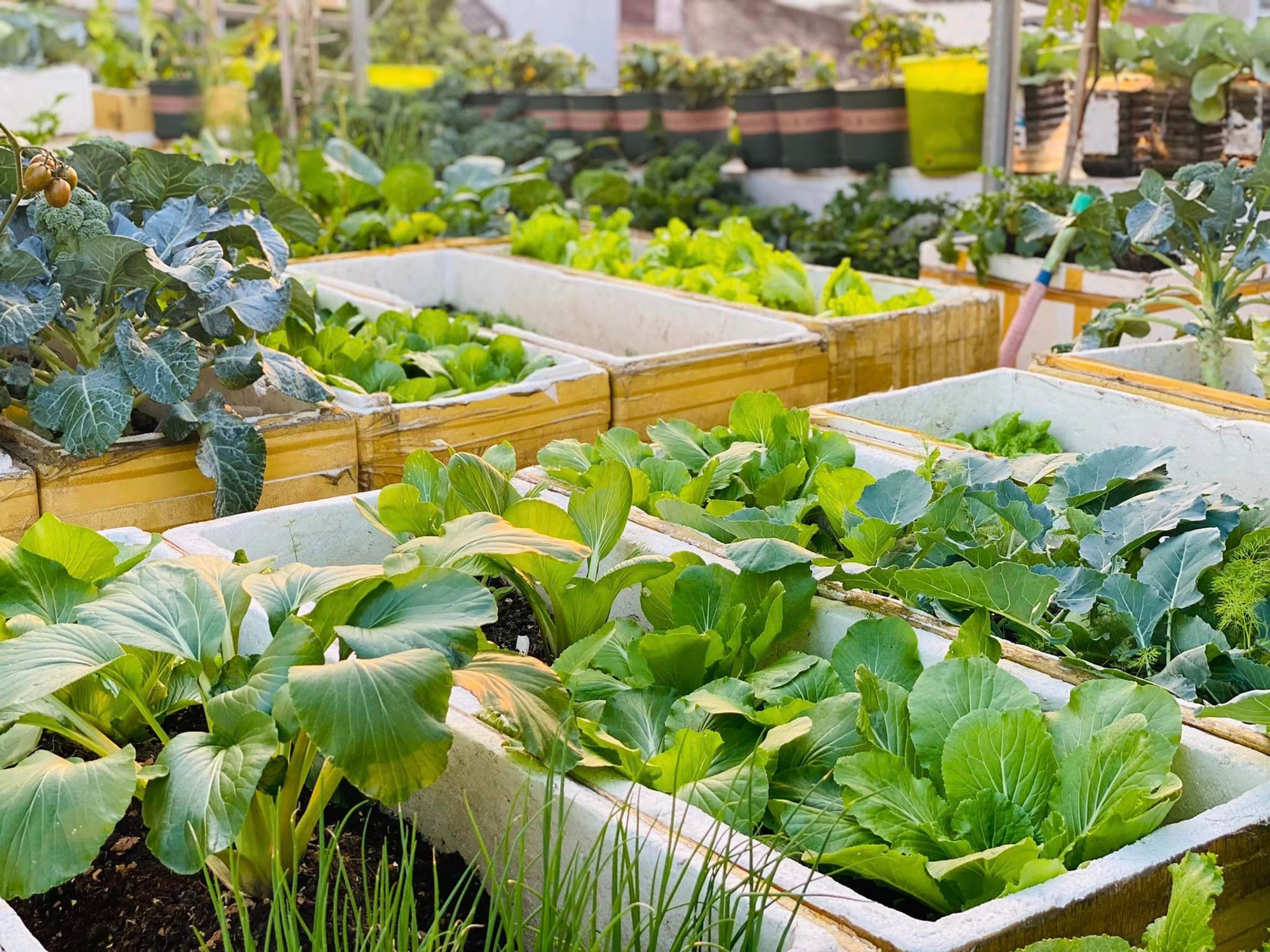 Khu vườn sân thượng ngập tràn rau quả xanh mướt mắt ở Hải Phòng-4