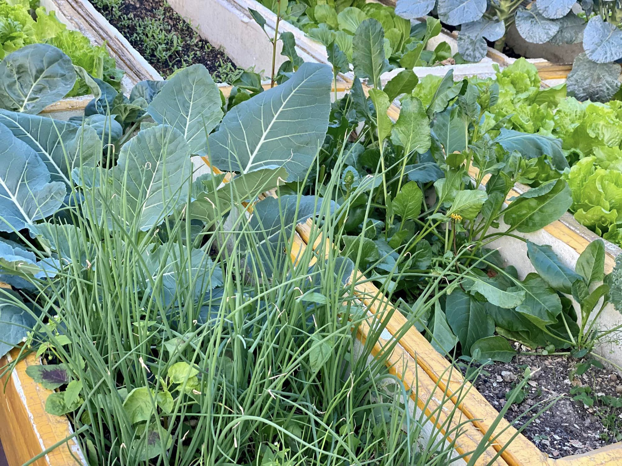 Khu vườn sân thượng ngập tràn rau quả xanh mướt mắt ở Hải Phòng-5